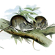Lesser stick-nest rats